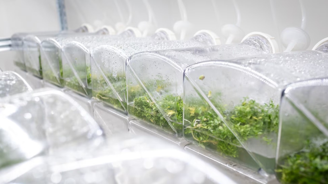 nanoparticulas verdes|sfvsfvf